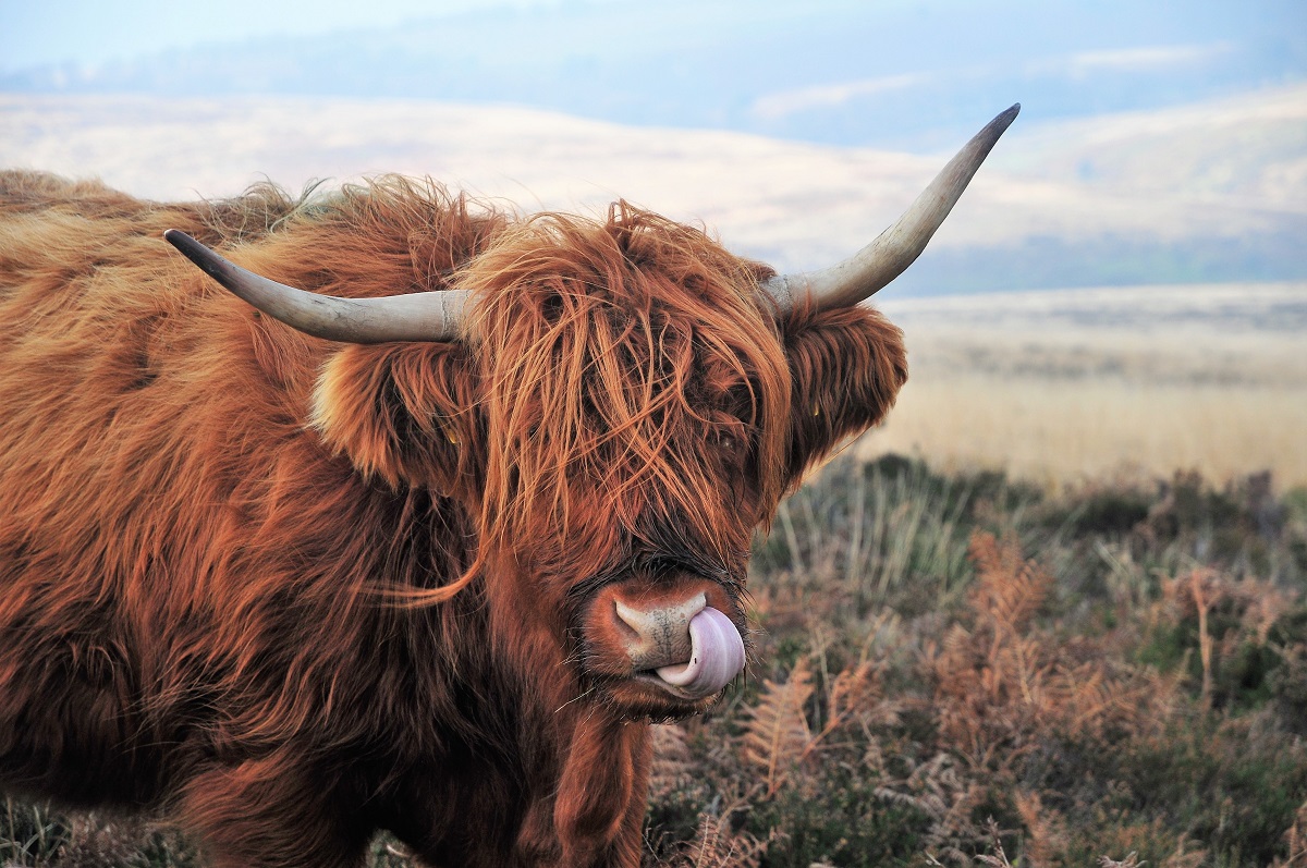 Time to Take the 'Bull By The Horns' & Moo-ve To Magento 2? - KFA